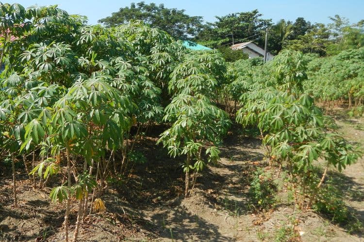 gagal-proyek-kampung-singkong-tanpa-singkong